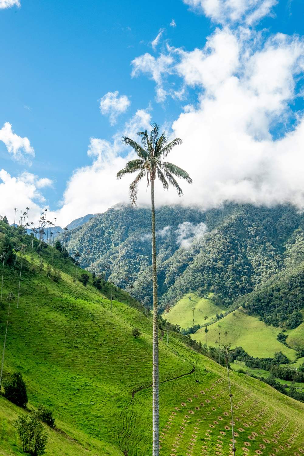 Giant wax palms in the Cocora Valley, Colombia